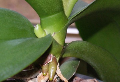 alte orchidee trieb.JPG