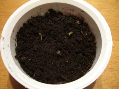 Abutilon 07.03.09.jpg