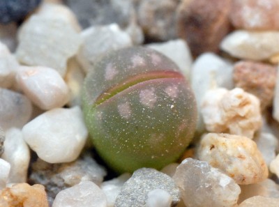 DSC_1135g.jpg