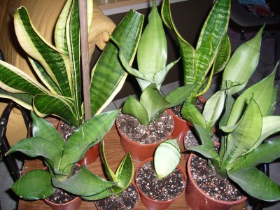 Sansevierien 001.jpg