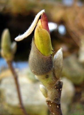 web_Purpurmagnolie - Magnolia liliiflora Susan.jpg
