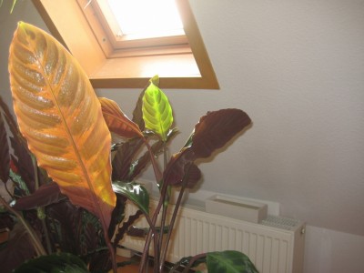 IMG_1588.jpg