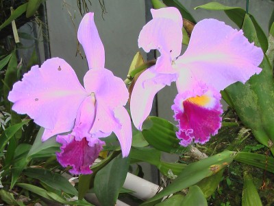 Laeliocattleya ´Vandalett´blüte ~10cm.JPG
