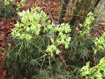 Helleborus foetidus.JPG