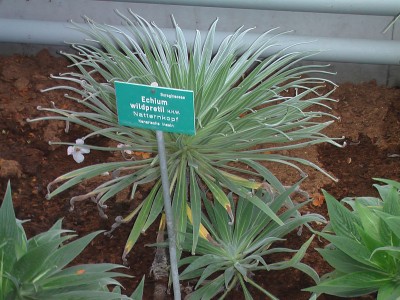 Echium wildpretii.JPG