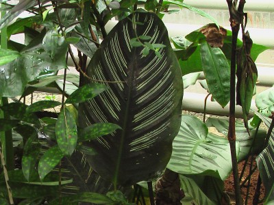 Dichorisandra reginae.JPG