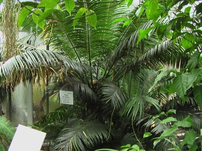 Cycas circinalis.JPG