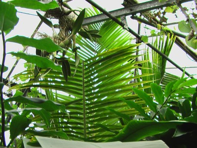 Cocos nucifera.JPG