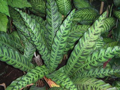 Calathea insignis.JPG