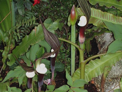 Arisaema sikokianum.JPG