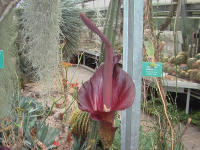 Amorphophallus.JPG