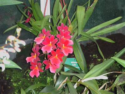 Miltonia.JPG