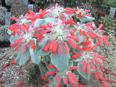 Sinningia leucotricha.JPG