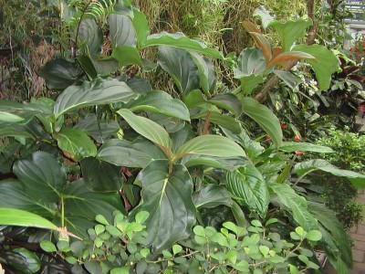 Medinilla Magnifica.JPG