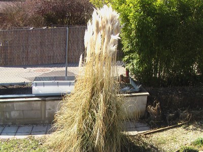 Cortaderia 3.3.09.JPG