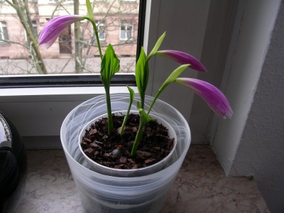 dscn9004_1.jpg