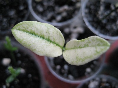 kumquat variegated.jpg