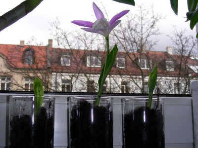 tibet_orchidee2.jpg