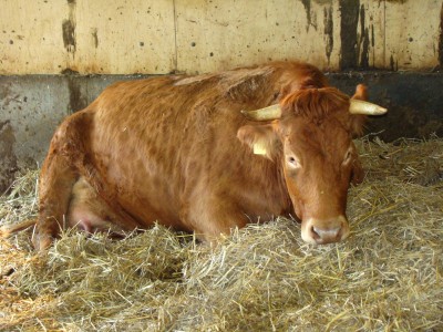 wilhelma 11.01.2009 die süße.jpg