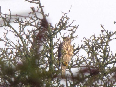 Bussard-4.JPG