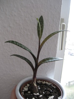 ledebouria socialis.jpg