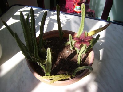 Aasblume (6).JPG