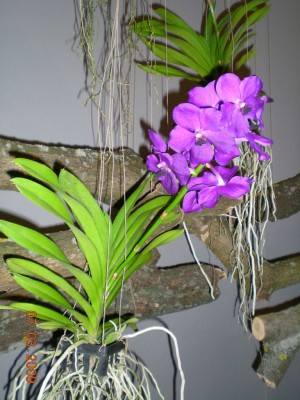 DSCN30070001.JPG