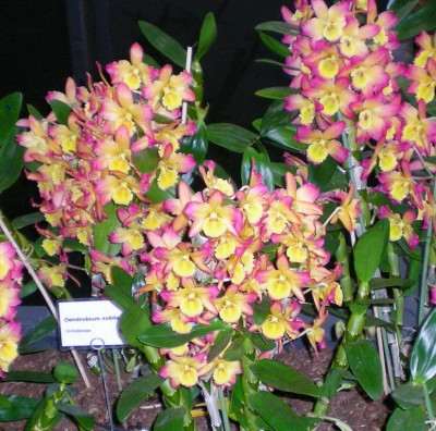DSCN30390001.JPG