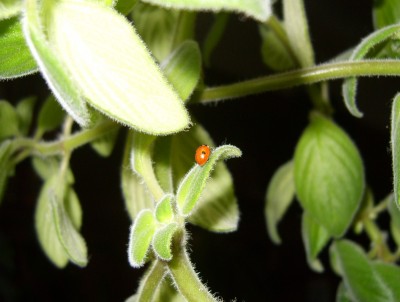 DSCI0002 - Kopie.JPG
