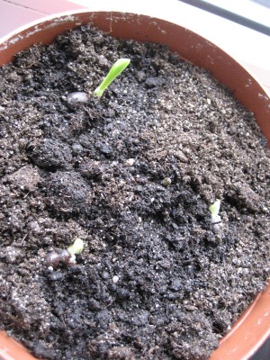cannas.jpg