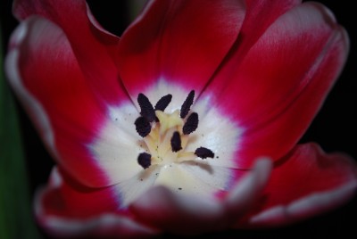 tulpe.jpg
