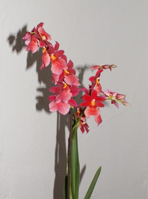 rote orchi.JPG