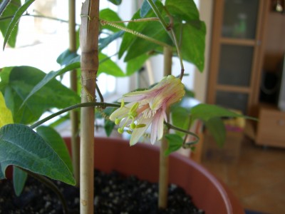 P. Adularia 08.03.09.jpg