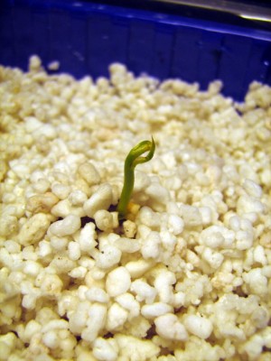 27.02.08 Blauregen.JPG