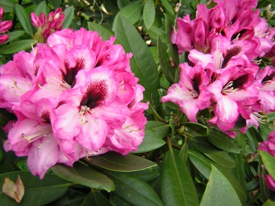 DSCN2571.JPG