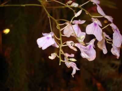 März 2009 019.jpg