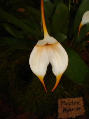 März 2009 040.jpg