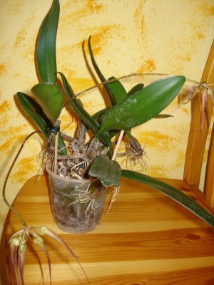 März 2009 047.jpg