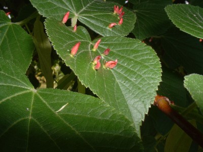 DSCF0009.JPG