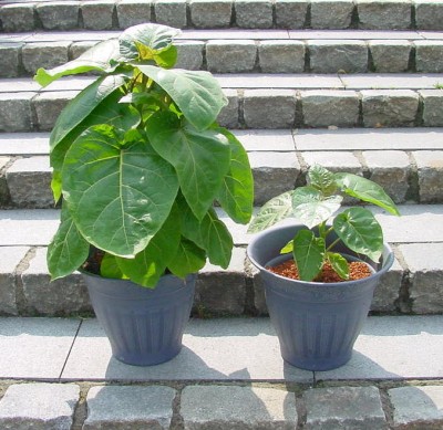 Tamarillos.jpg