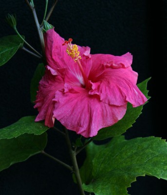 IMG_6897.jpg