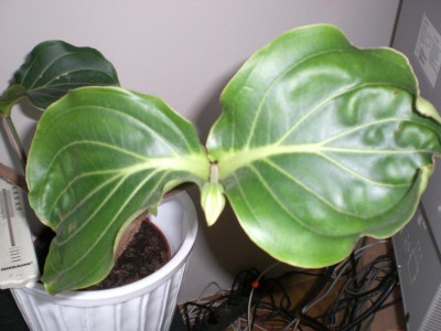medinilla 002.JPG