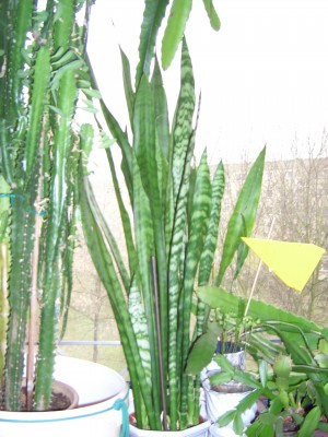 Sanseveria.jpg