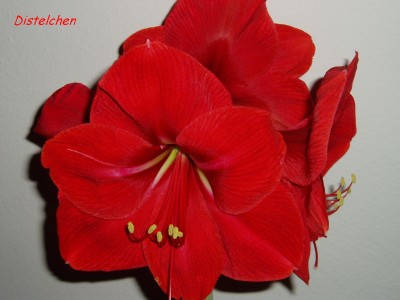 Amarllis rot blühend.JPG