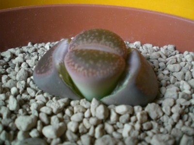 K640_10032009-2.JPG