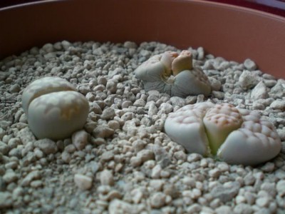 K640_10032009-2.JPG