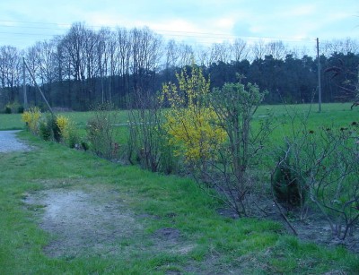 Hecke zum Feld.jpg