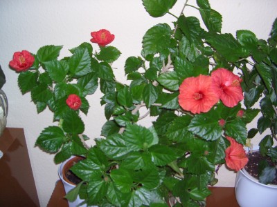 Hibiskus und Weihnachtsgestecke 008.jpg