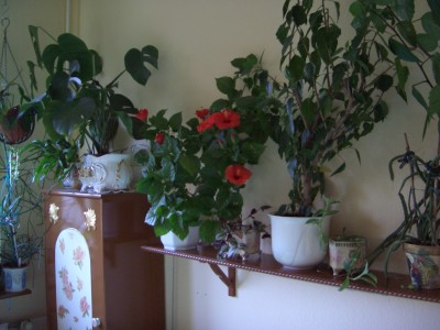 Hibiskus und Weihnachtsgestecke 001.jpg