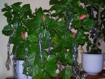 Hibiskus weihnachtlich-) 027.jpg